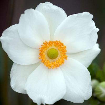 Anemone du japon japonica honorine jobert